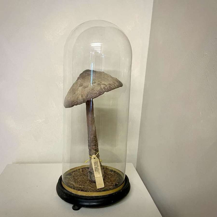 Large Scale Glass Domed Decorative Mushroom
