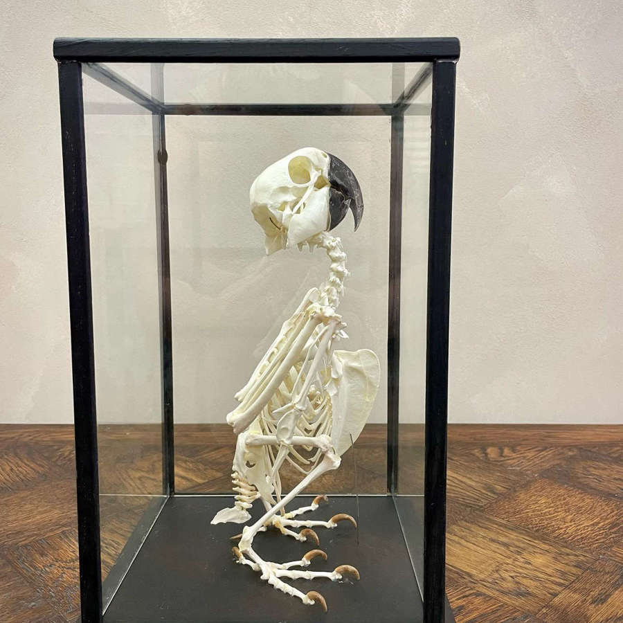 19th C Parrot Skeleton in a Glazed Case