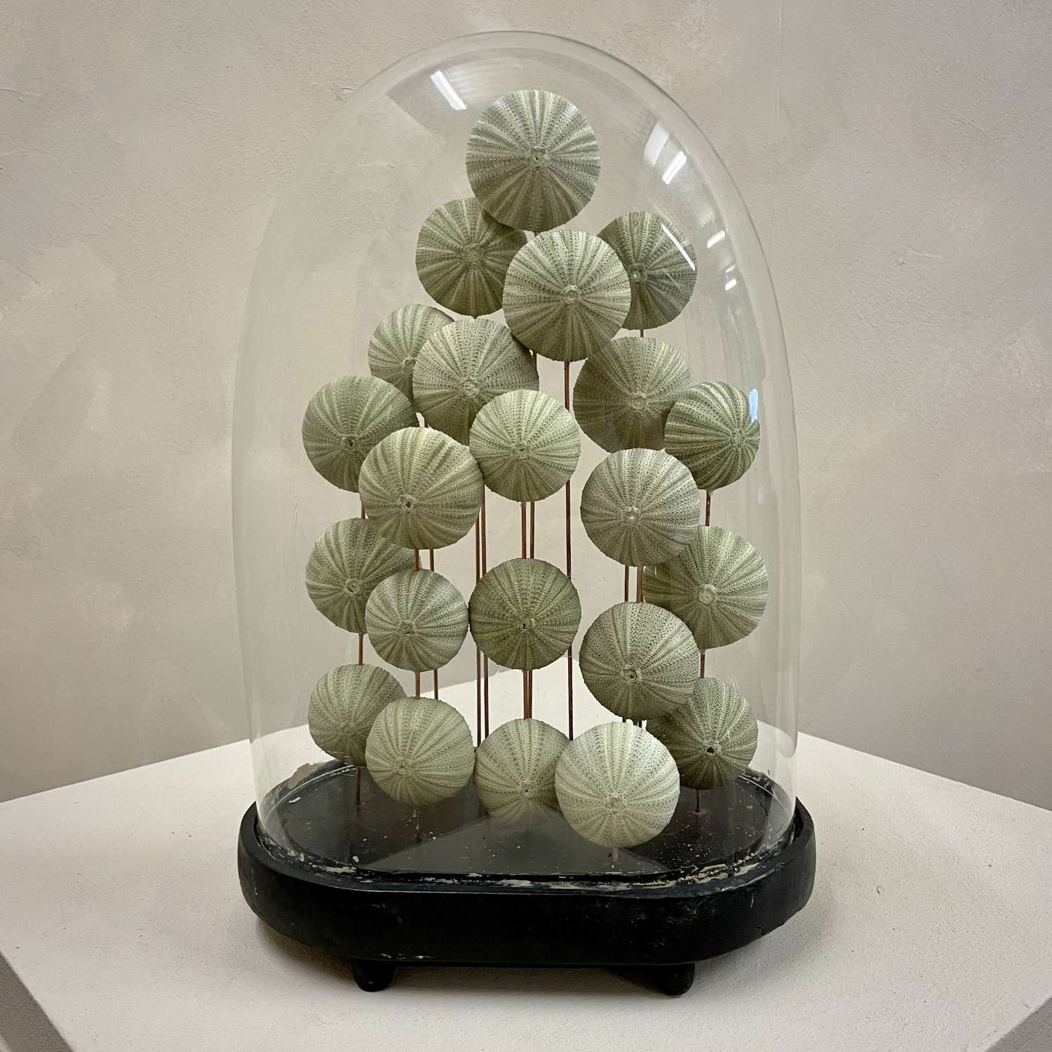 A Collection of Mounted Sea Urchins Encased in a 19th c Dome