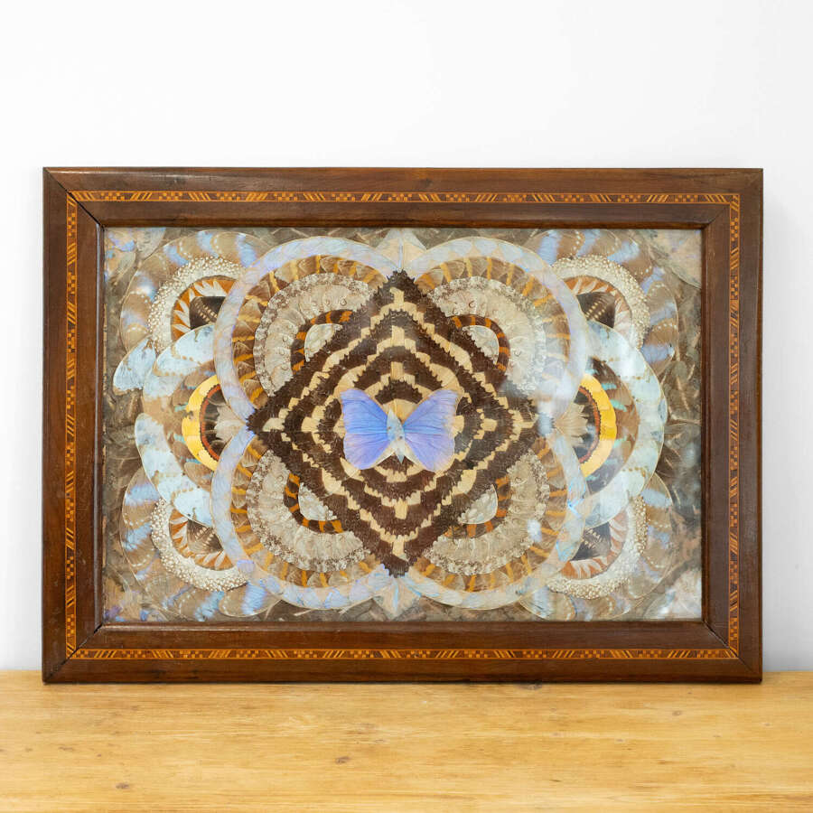 1950&rsquo;s Brazilian Framed Butterfly Wings
